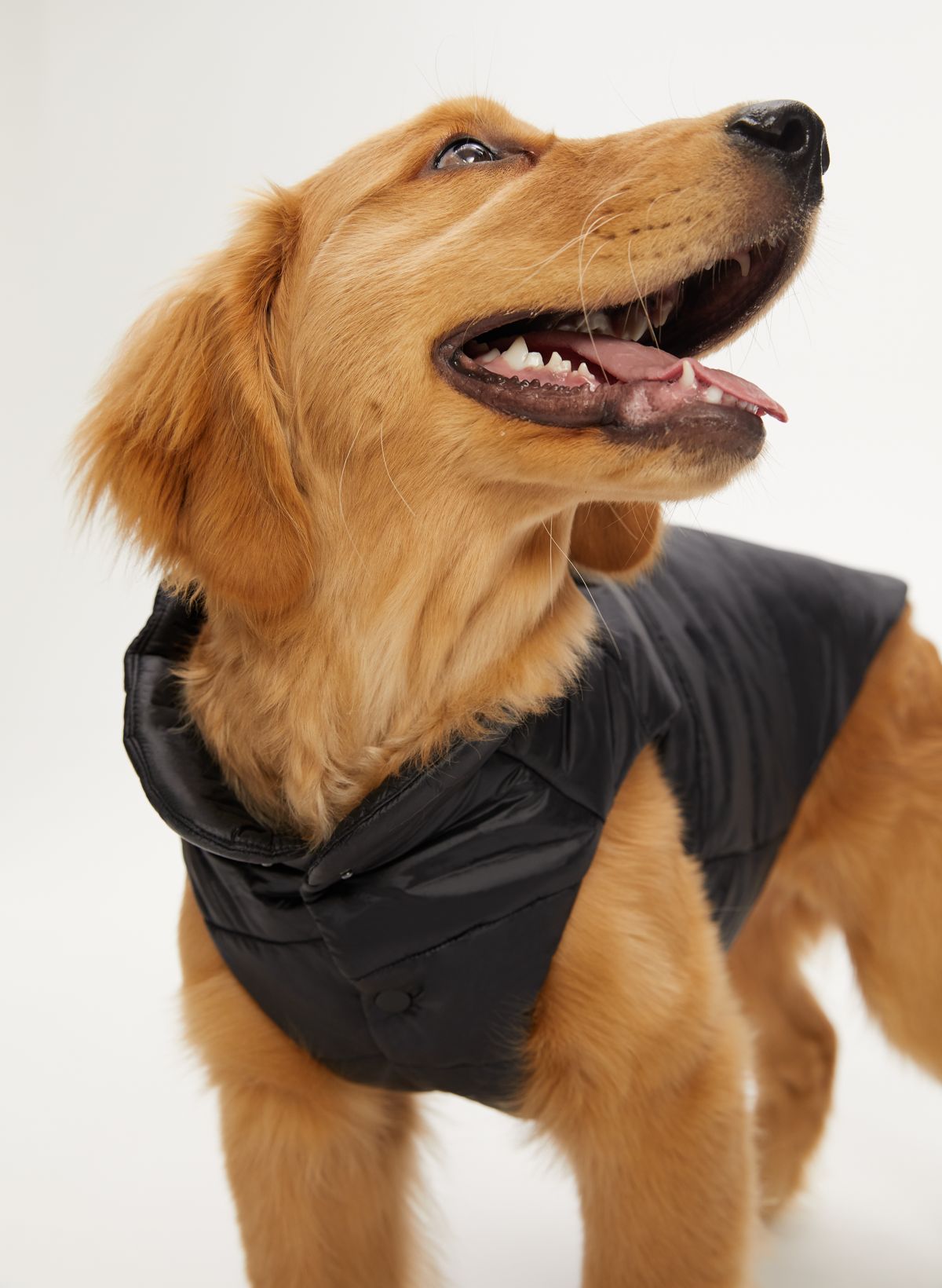 Pets Clothes Dog Jacket Jean Top Coat 