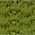 SUCCULENT GREEN